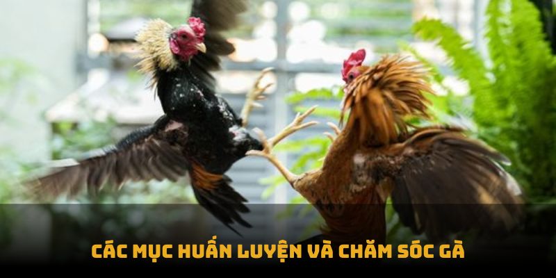 Các mục huấn luyện và chăm sóc gà