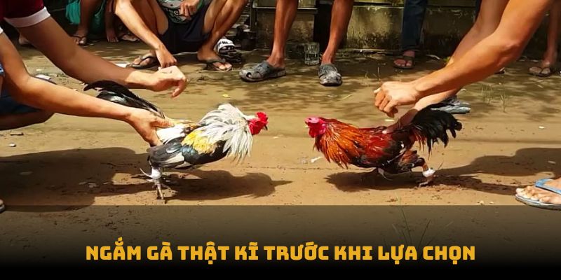 Ngắm gà thật kĩ trước khi lựa chọn