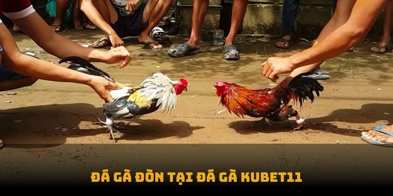 Đá gà đòn tại Đá gà Kubet11